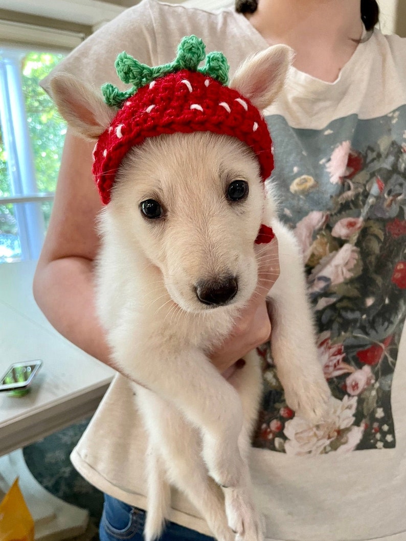 Cute Crochet Strawberry Dog Hat image 1