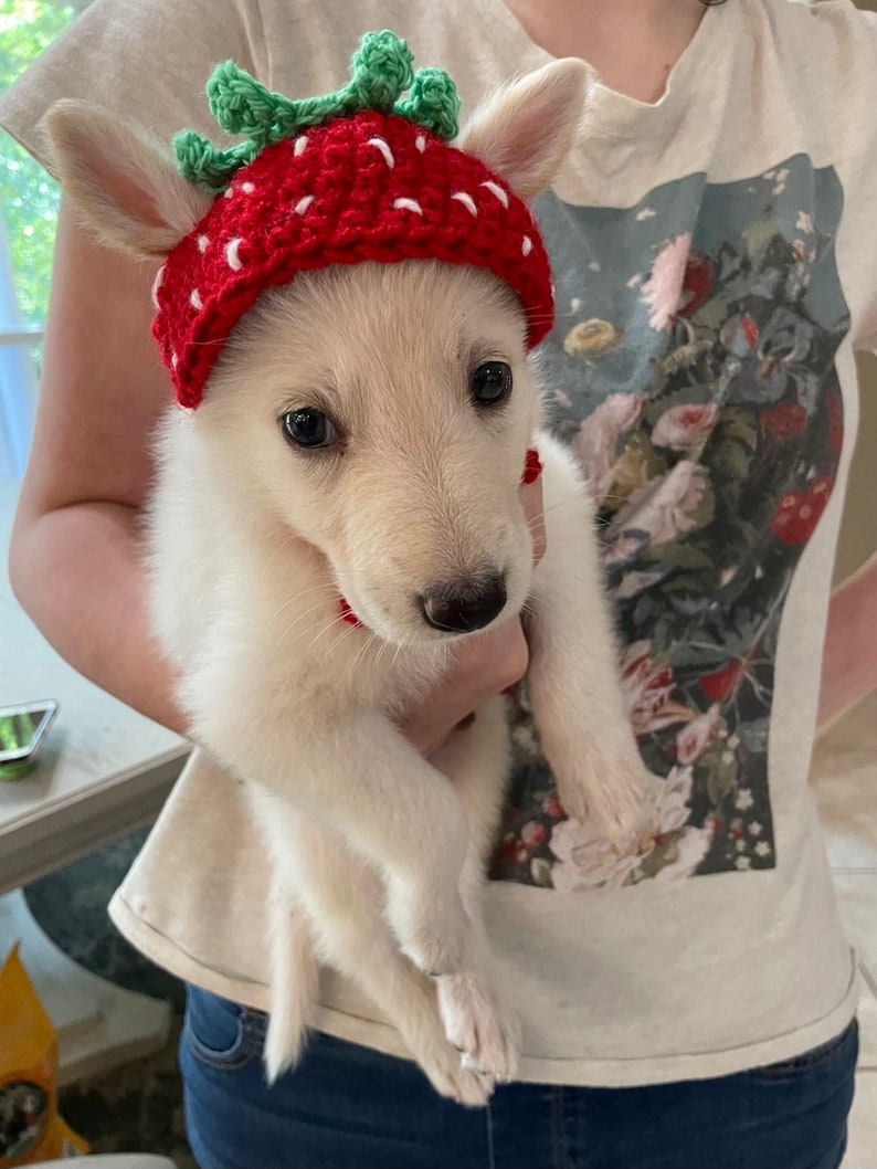 Cute Crochet Strawberry Dog Hat image 2