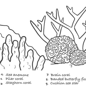 May include: A black and white line drawing illustration of various sea life and coral. The illustration includes a giant barrel sponge, fire coral, thin leaf lettuce coral, sea anemone, pillar coral, staghorn coral, brain coral, banded butterfly fish, cushion sea star, common sea fan, and stoplight parrotfish.