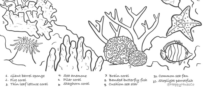 May include: A black and white line drawing illustration of various sea life and coral. The illustration includes a giant barrel sponge, fire coral, thin leaf lettuce coral, sea anemone, pillar coral, staghorn coral, brain coral, banded butterfly fish, cushion sea star, common sea fan, and stoplight parrotfish.