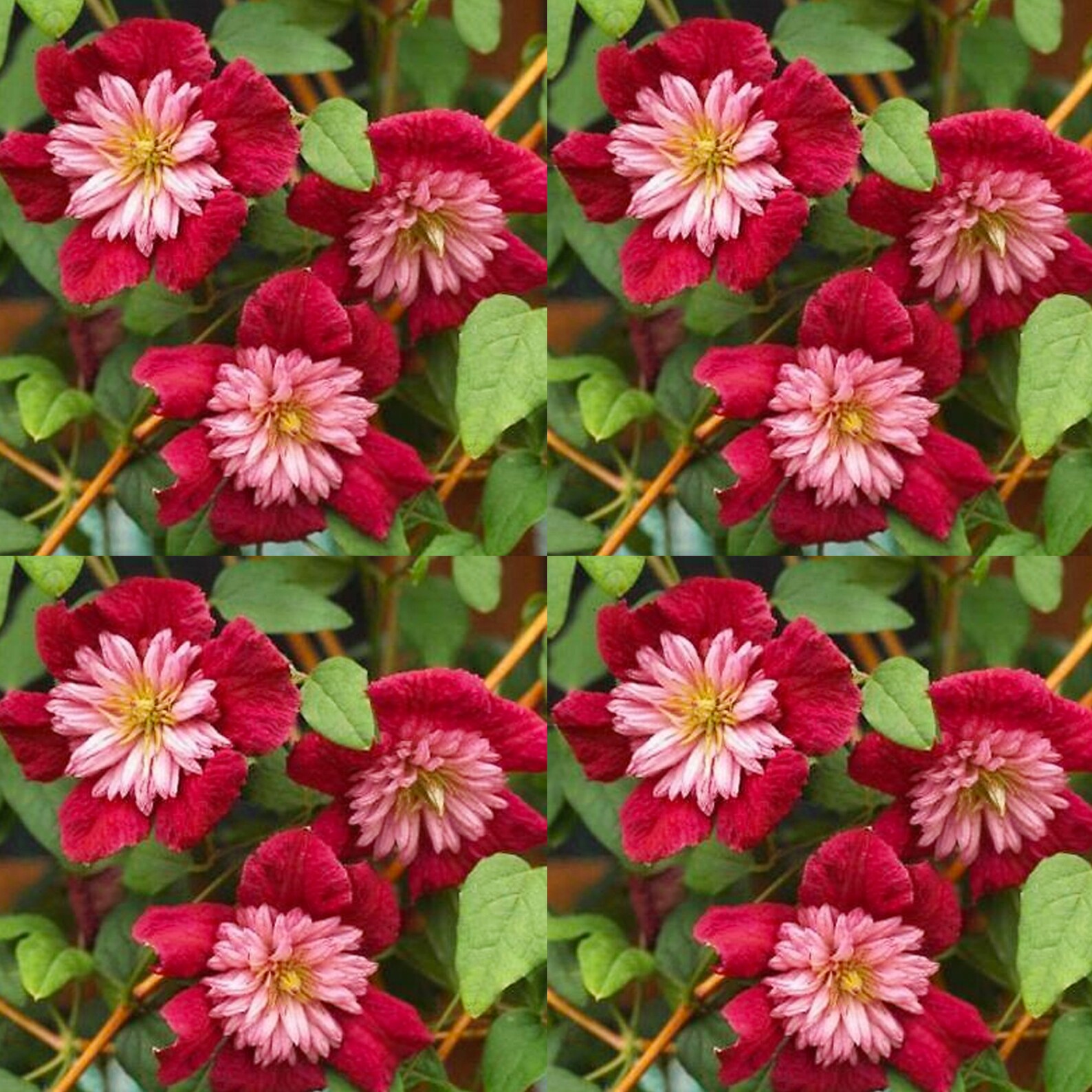 Double Red Clematis Large Bloom Climbing Perennial Garden Etsy