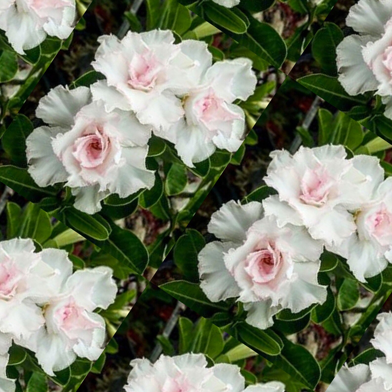 4 Double White Desert Rose Seeds Adenium Flower Bloom Etsy