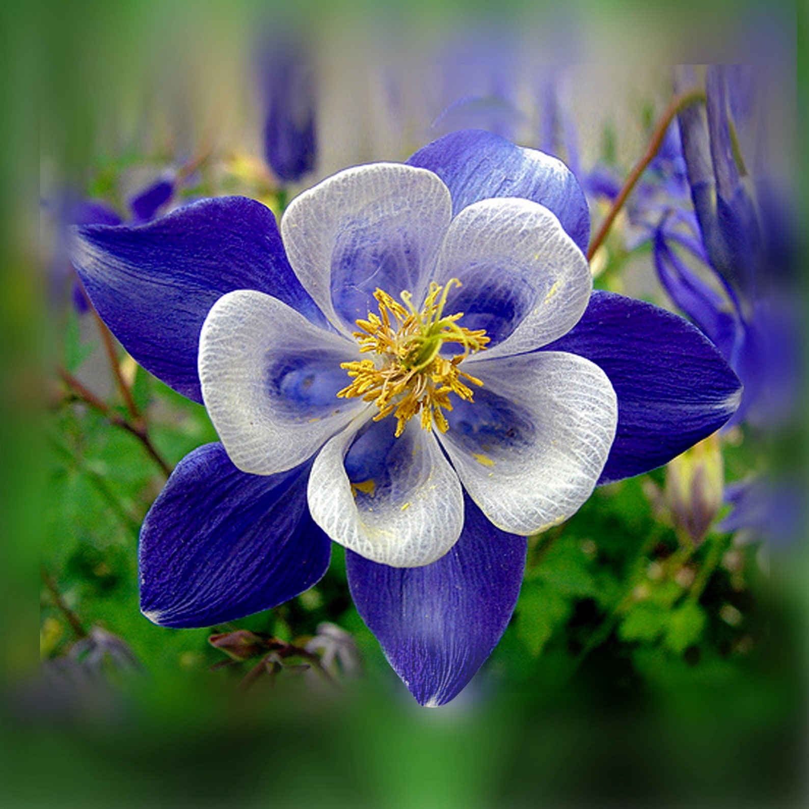 Bright Blue White Columbine Perennial Flowers 50 Seed Etsy