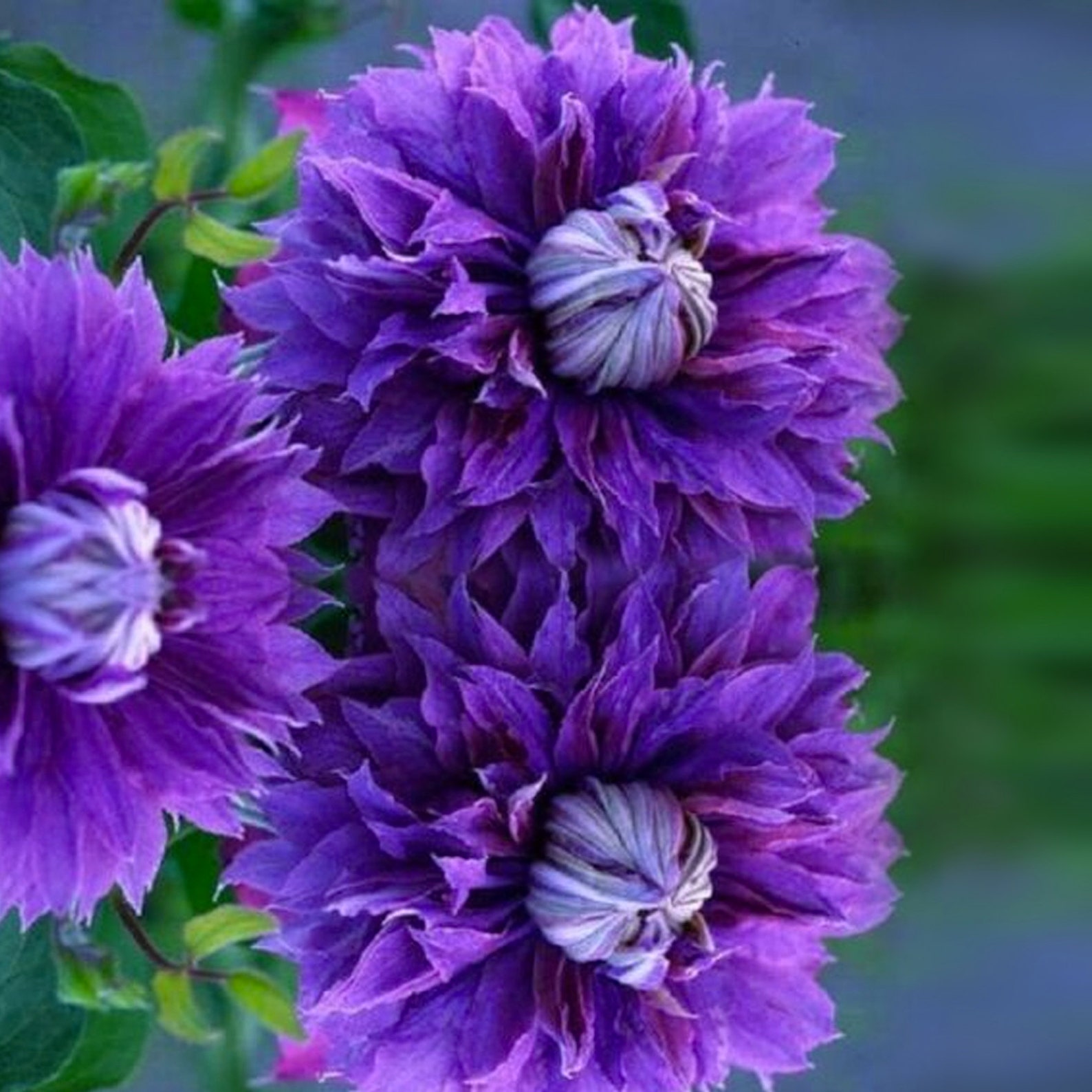 25 Double Purple Clematis Seeds Flowers Perennial AM Etsy