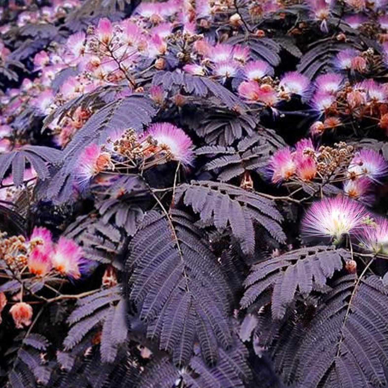 Summer Chocolate Mimosa Silk Tree 5 Seeds AM Etsy