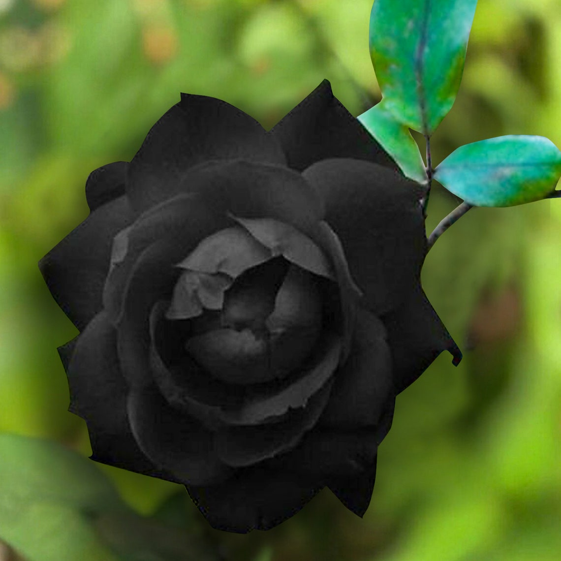 Black Rose Flower Bush Perennial Shrub 10 Seeds AM Etsy