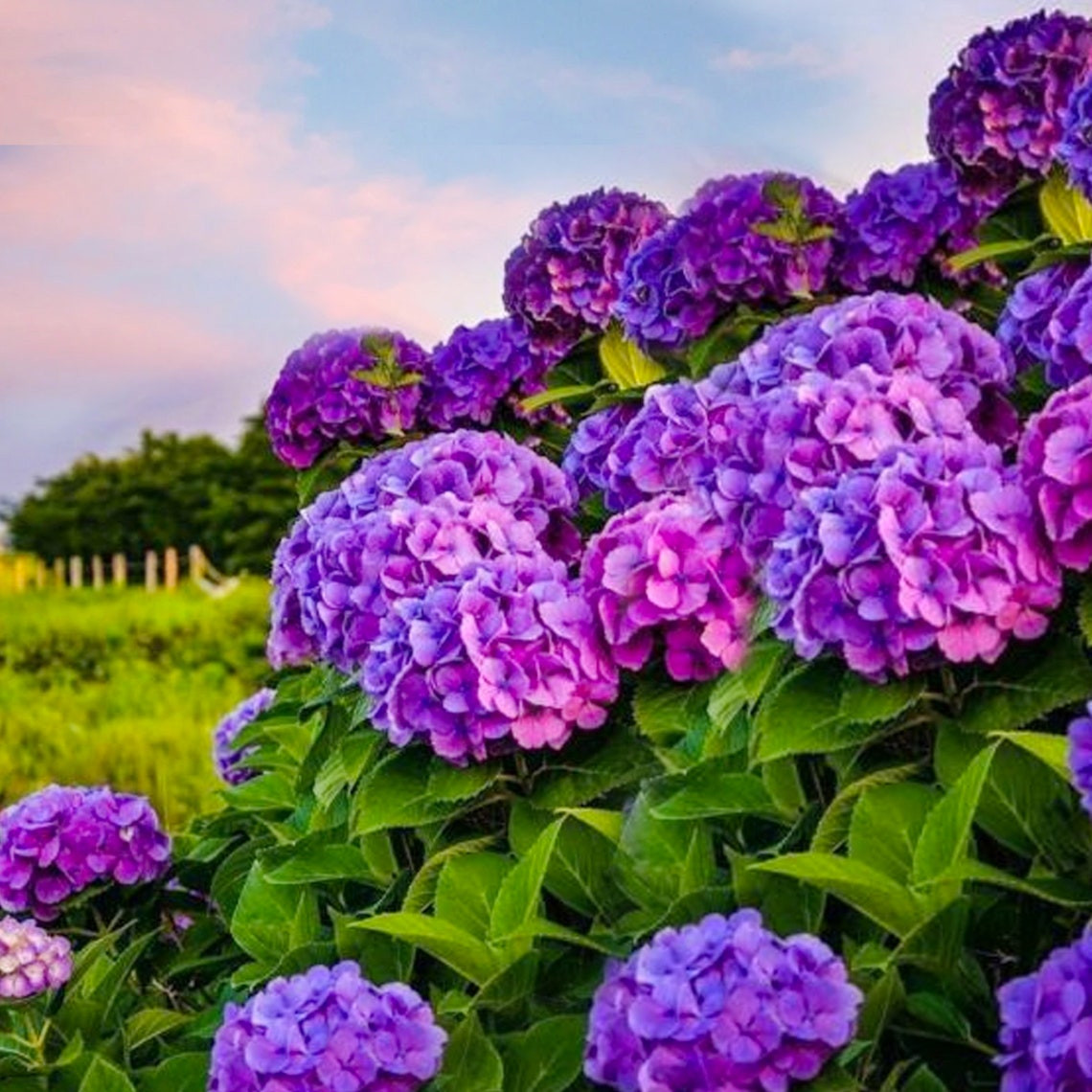 Dark Purple Hydrangea Perennial Hardy Garden Shrub Bloom 5 | Etsy