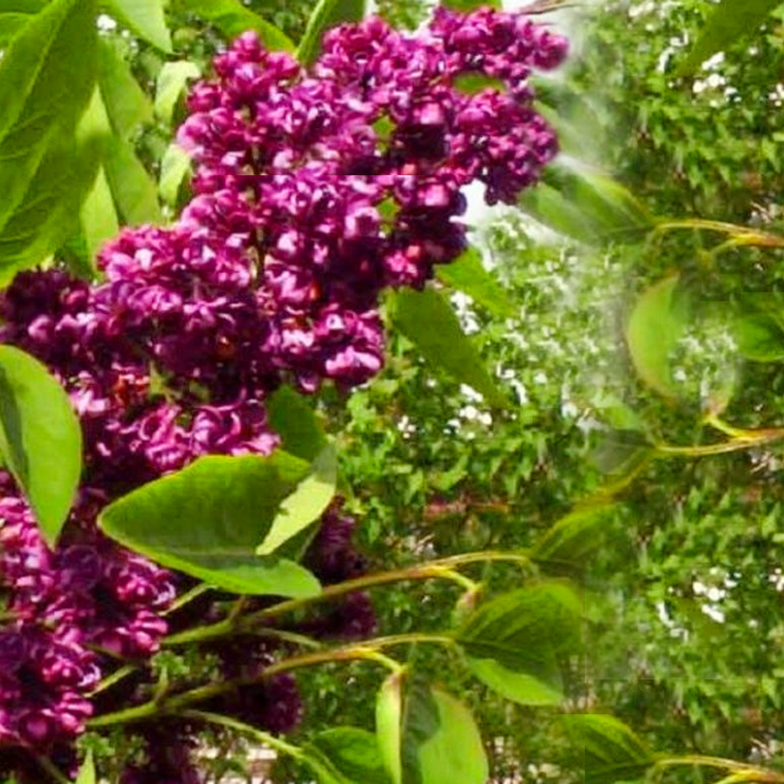 Dark Purple Lilac Tree Fragrant Hardy Perennial Flower Shrub Etsy