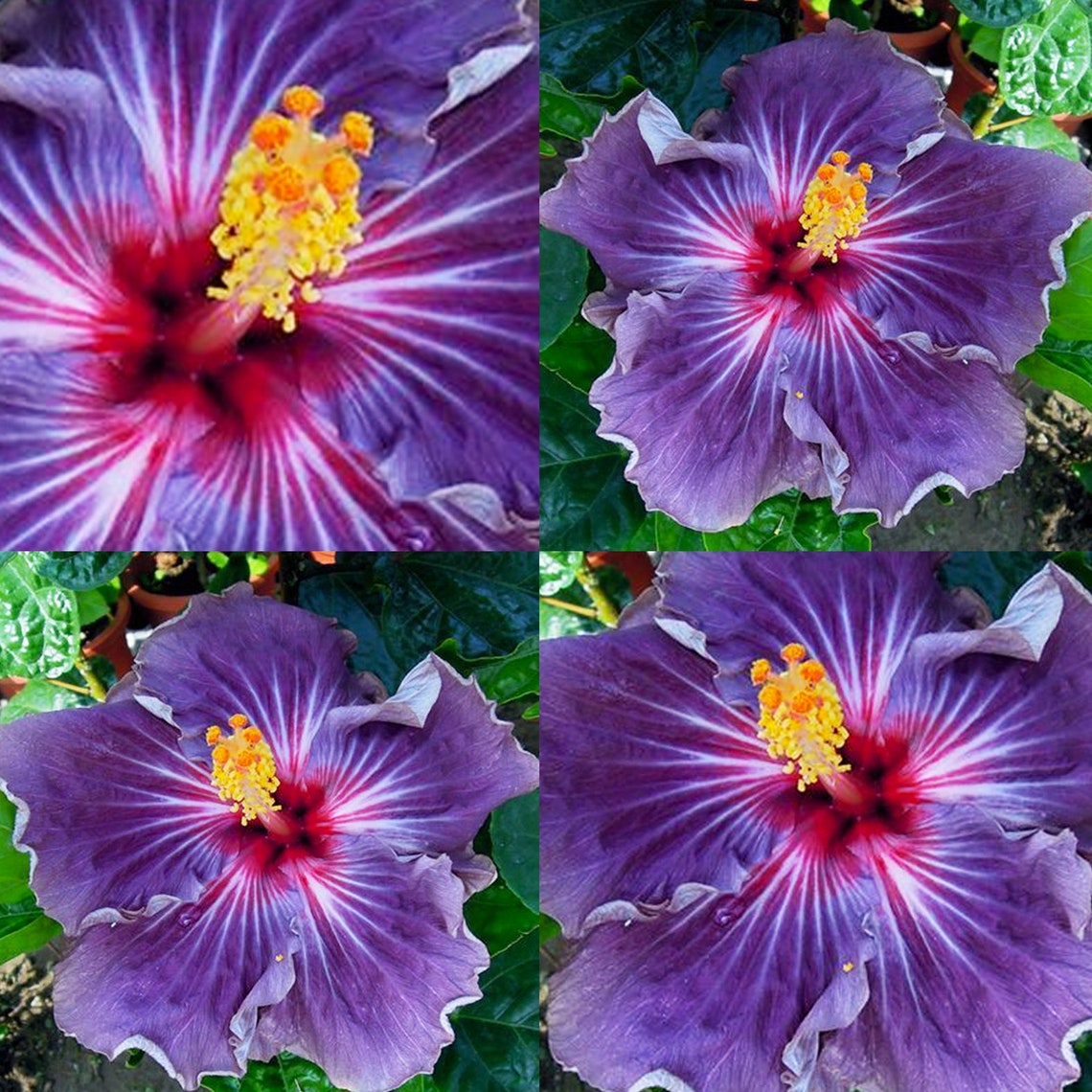 Purple Hibiscus Flowers Bloom 20 Seeds AM | Etsy