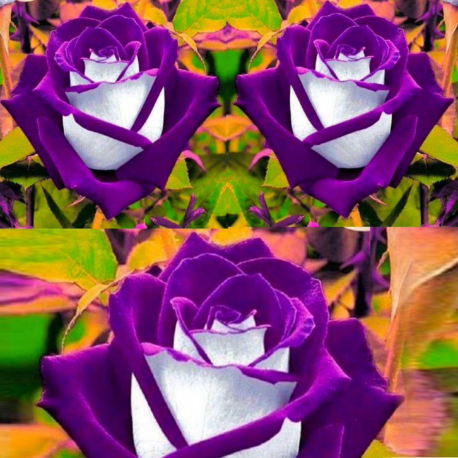 White Purple Rose Flower Bush Perennial Shrub 10 Seeds AM Etsy