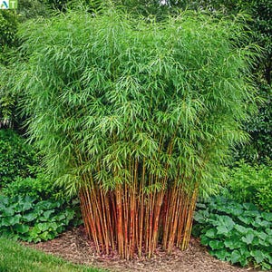 May include: A lush bamboo plant with vibrant green foliage and reddish-brown stalks. The plant is surrounded by green foliage and sits on a bed of mulch. The bamboo's leaves are long and slender, creating a dense, full appearance.