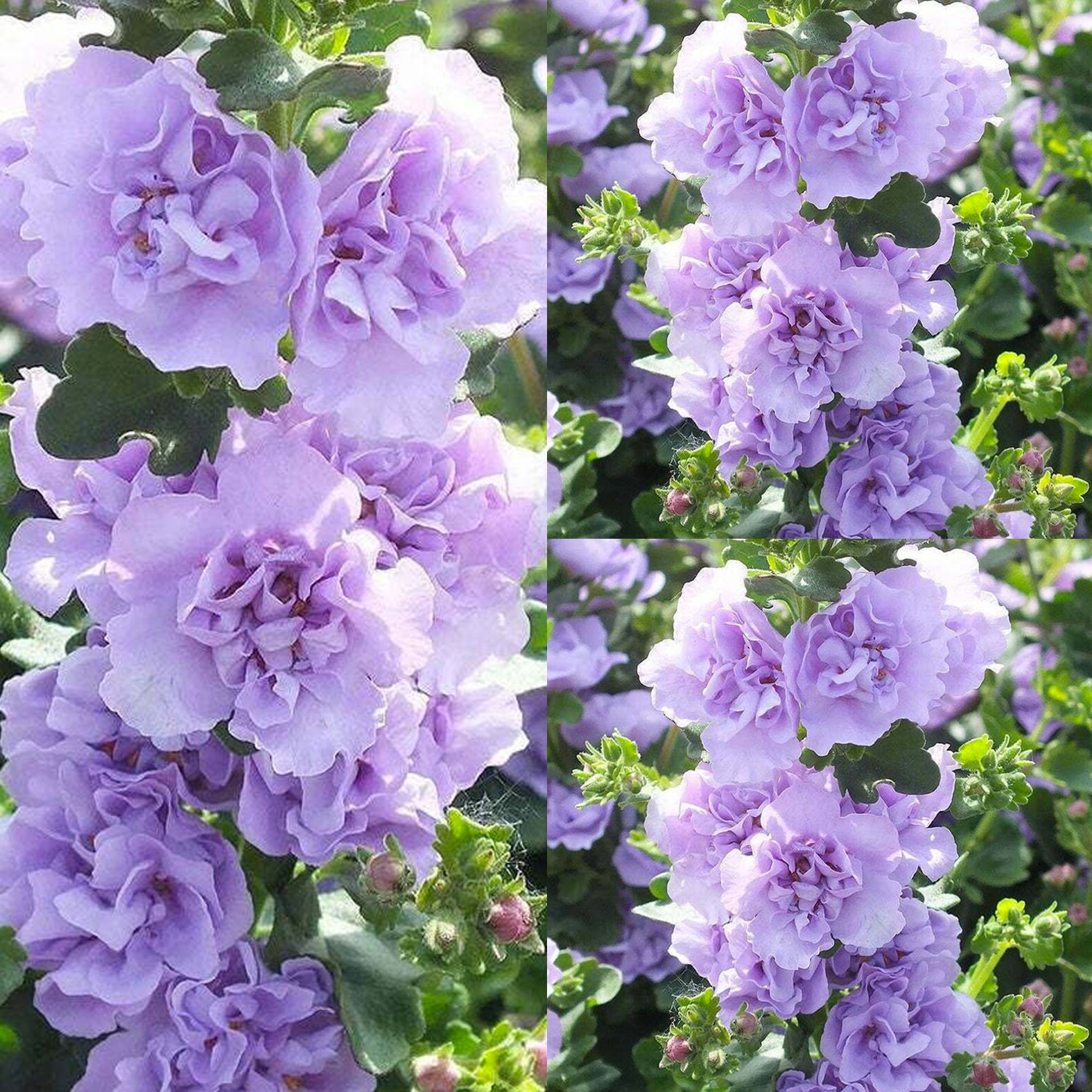 Blue Bacopa Hollyhock Perennial Garden Flowers 25 Seeds AM | Etsy