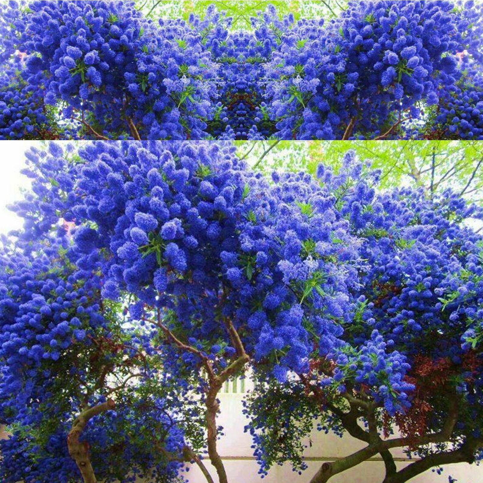 California Lilac Tree Fragrant Hardy Perennial Flower 25 Seeds Etsy