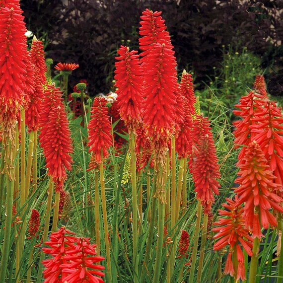 Bright Red Hot Poker Torch Lily Flower Kniphofia Uvaria 25 Etsy