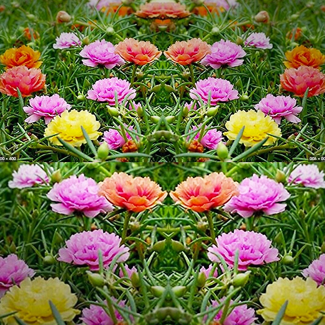 100 Double Mix Moss Rose Seeds Flower Perennial AM Etsy