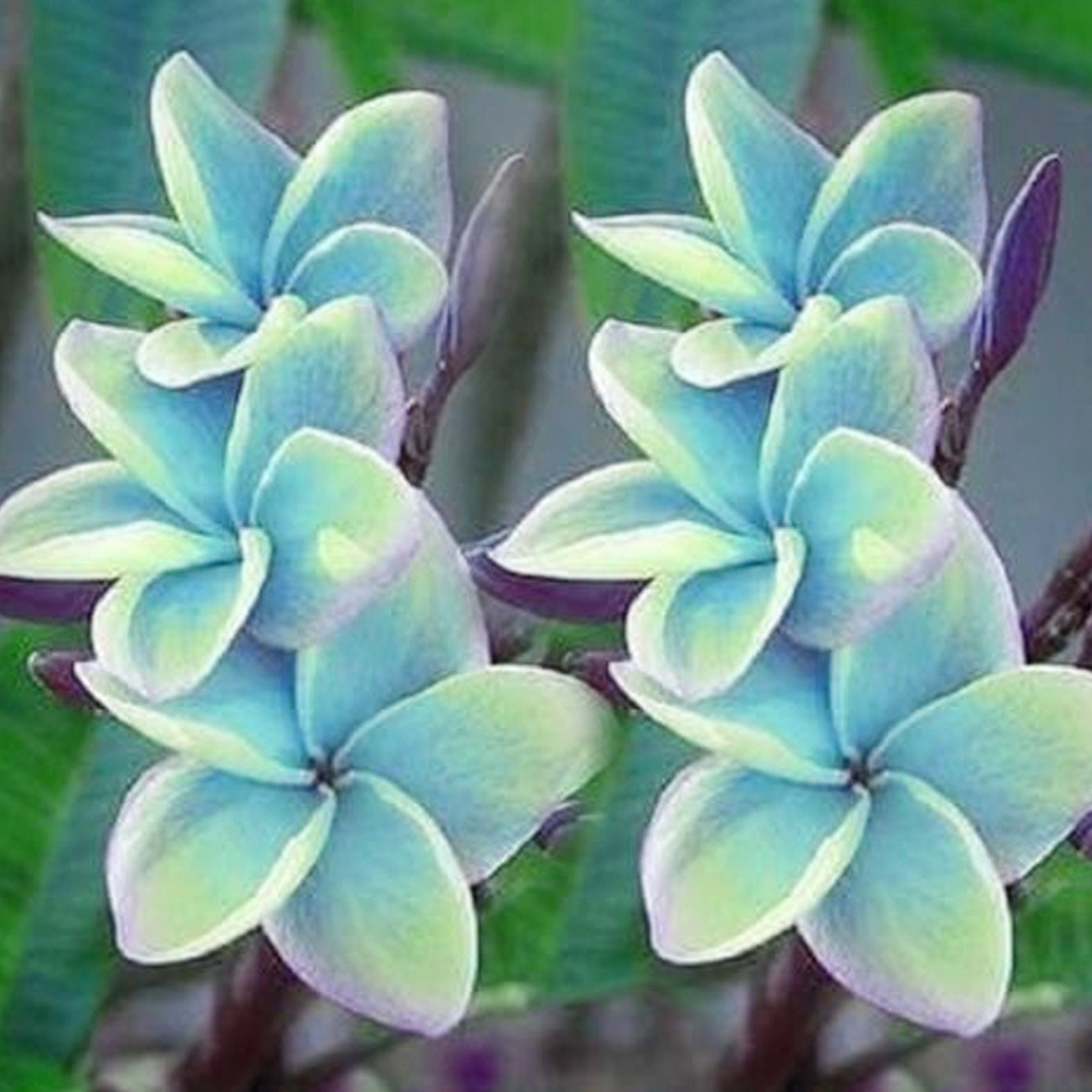 Blue Plumeria Plants Flower Bloom Perennial Flowers 5 Seeds | Etsy