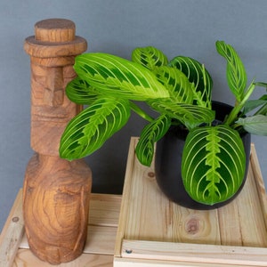 Maranta cytryna limonka