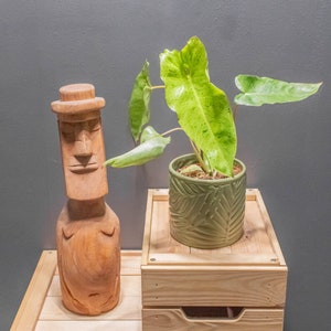 Philodendron Paraiso Verde