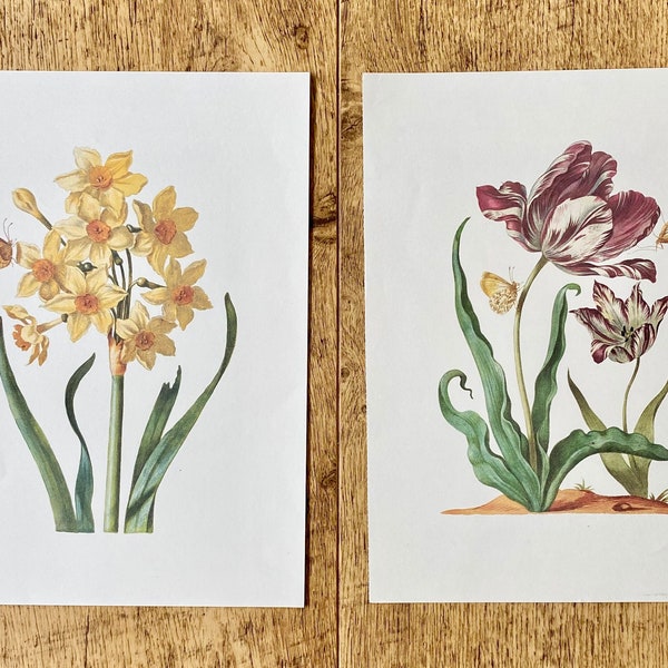 Vintage art prints by Maria Sibylla Merian - daffodils- narcissi - tulip - 80s