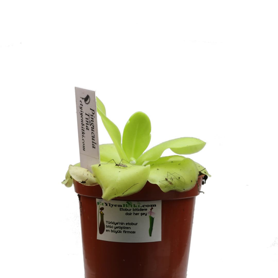 Pinguicula Butterworts Fungus Gnat Mosquito Catcher Fly Trap Etsy Canada