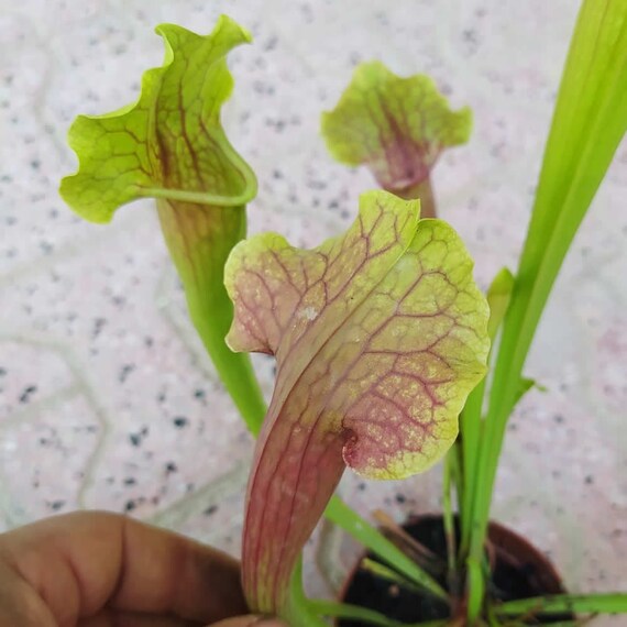 Live Sarracenia Smoorii Potted in Soil Pitcher Plants From Etsy