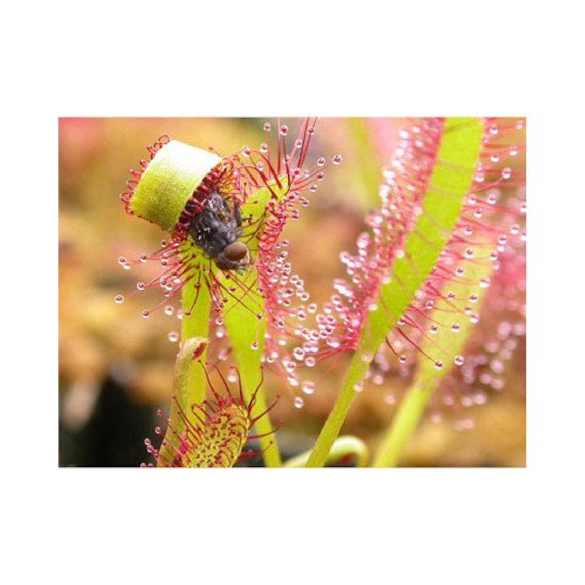 Live Drosera Sundew Capensis Potted in Soil Fungus Gnat Etsy