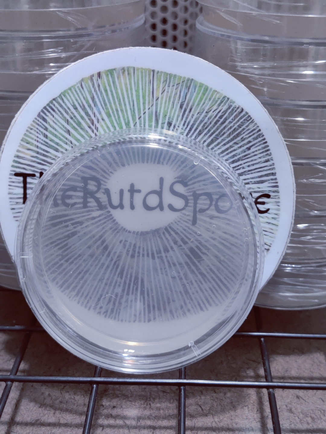 60mm LME Agar Petri Dishes X40 Etsy