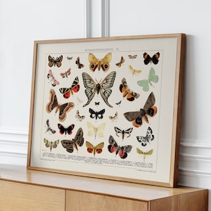 DRUCKBARE Vintage Schmetterling Wanddekor, Schmetterling Art Entomologie Poster, antike Cottagecore Dekor, Motte Poster, Instant Download Print #268