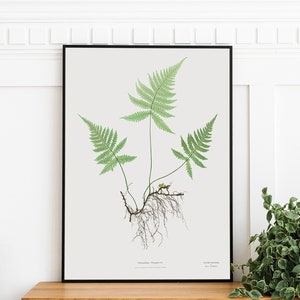PRINTABLE Vintage Fern Wall Decor, Antique Pressed Leaves Art, Pressed Flower Wall Art Rustic Natural Wall Decor Instant Download Print #166