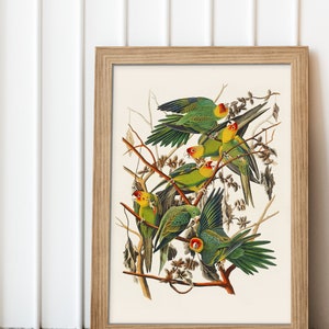 Vintage Parrot Wall Art, Vibrant Tropical Antique Print, Vintage Apartment Decor, Bird Poster Print #256