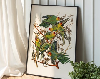 PRINTABLE Vintage Parrot Illustration, Vibrant Tropical Antique Print, Apartment Aesthetic Vintage Bird Poster, Instant Download Print #256