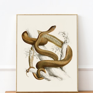 Vintage Snake Wall Art Poster, Victorian Era Dark Aesthetic Art, Cottagecore Bedroom Decor, Witchy Wall Decor, Reptile Print #204