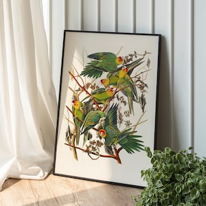 PRINTABLE Vintage Parrot Illustration, Vibrant Tropical Antique Print, Apartment Aesthetic Vintage Bird Poster, Instant Download Print #256
