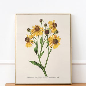 PRINTABLE vintage Flower Wall Art, Antique Sunflower Decor, Natural Bedroom Art, Floral Poster, Kitchen Art, Instant Download Print #117