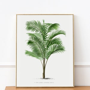 PRINTABLE Vintage Palm Tree Wall Decor, Antique Tropical Print, Natural Bedroom Art, Vintage Minimalist Poster, Instant Download Print #164