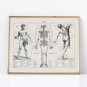PRINTABLE Vintage Anatomy Wall Art, Human Body Biology Poster, Antique Dark Academia Decor, Anatomy Printable Instant Download Print #267