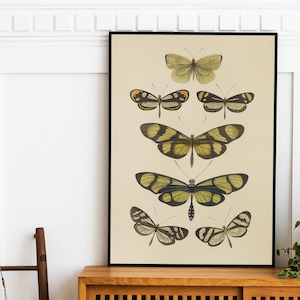 DRUCKBARE Vintage Schmetterling Wand Dekor, Antik Cottagecore Print, Boho Schlafzimmer Kunst, Insekten Entomologie Poster, Instant Download Print #206
