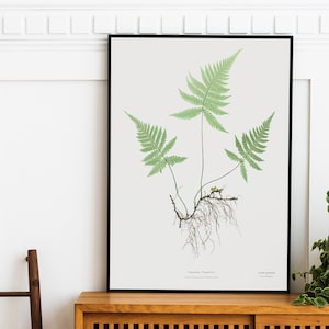 Vintage Fern Print, Antique Pressed Leaves Wall Art, Vintage Pressed Flowers, Rustic Natural Decor Print #166