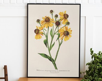 Vintage Flower Wall Art, Antique Sunflower Print, Natural Bedroom Decor, Floral Poster, Kitchen Wall Decor, Print #117