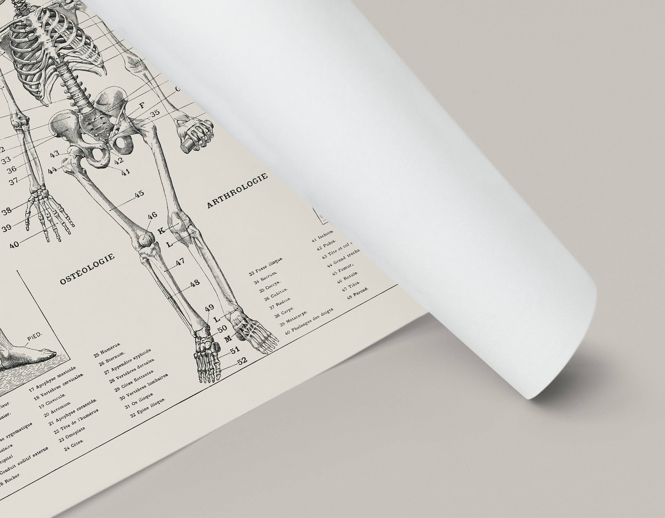 PRINTABLE Vintage Anatomy Wall Art, Human Body Biology Poster, Antique ...