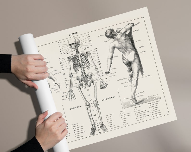 Vintage Anatomy Poster Human Body Biology Wall Art Antique - Etsy
