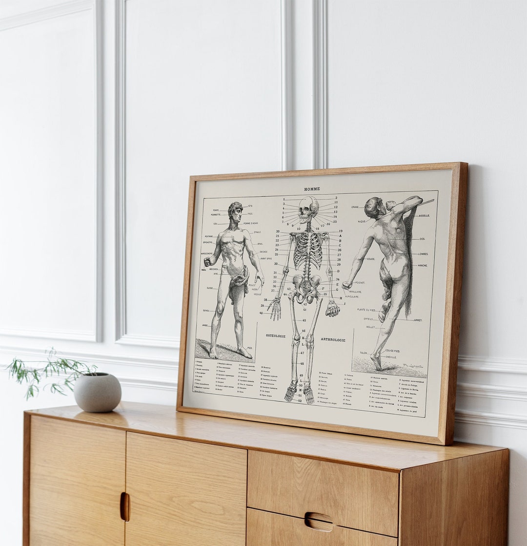 Vintage Anatomy Poster, Human Body Biology Wall Art, Antique Dark ...