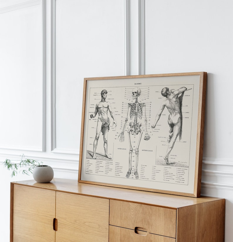 Vintage Anatomy Poster Human Body Biology Wall Art Antique - Etsy