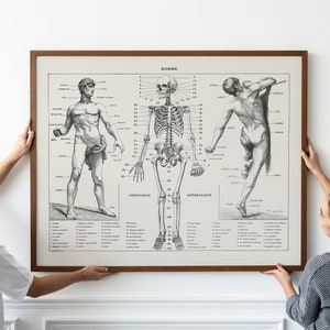 PRINTABLE Vintage Anatomy Wall Art, Human Body Biology Poster, Antique ...