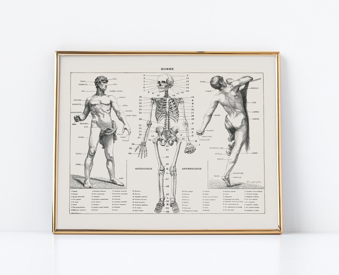 PRINTABLE Vintage Anatomy Wall Art, Human Body Biology Poster, Antique ...