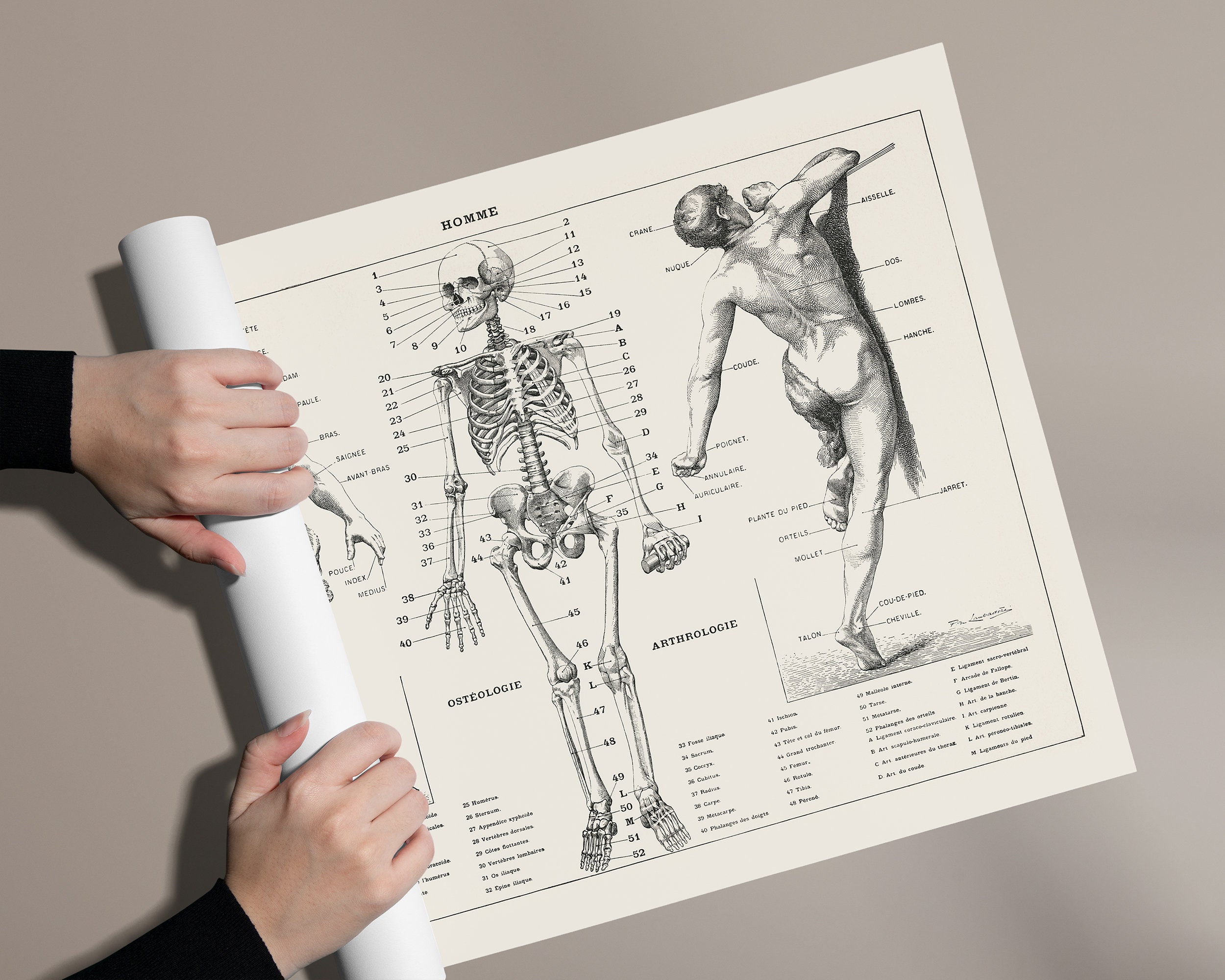 PRINTABLE Vintage Anatomy Wall Art, Human Body Biology Poster, Antique ...