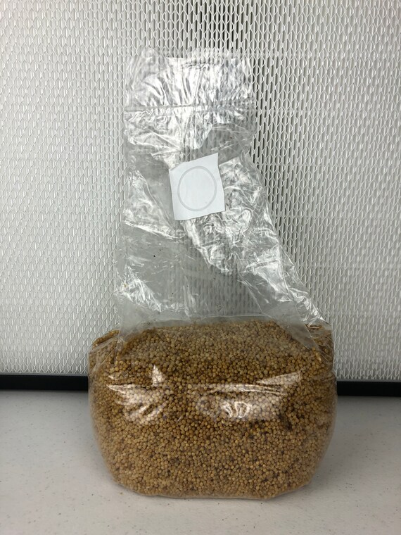 Sterilized White Millet Mushroom Substrate for Grain Spawn Etsy