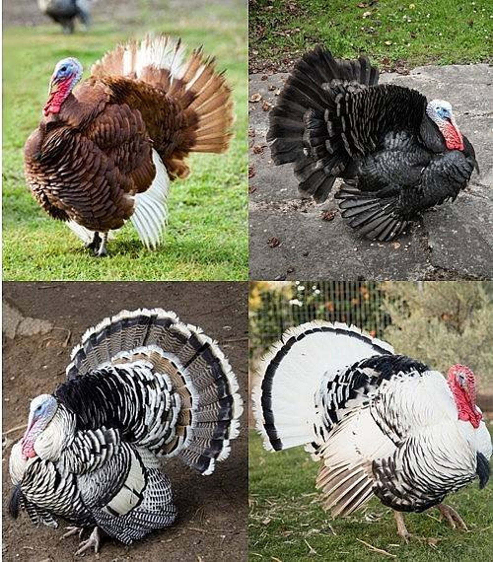 12 Assorted Heritage Turkey Eggs Farm Fresh Etsy