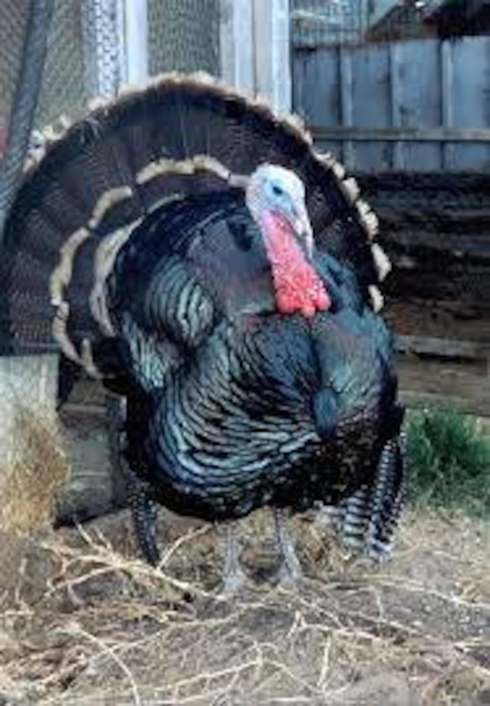 12 Assorted Heritage Turkey Eggs Farm Fresh Etsy