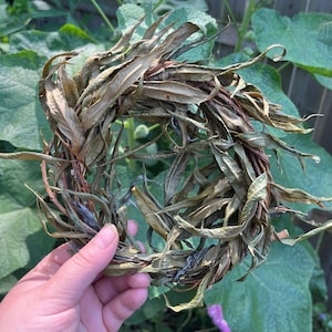 Weeping Willow Wreaths for Rabbits, Small Animal Chewable Sticks, Safe for Bunnies, Organic Locally Grown Ontario, Leafy Toy for Rabbits